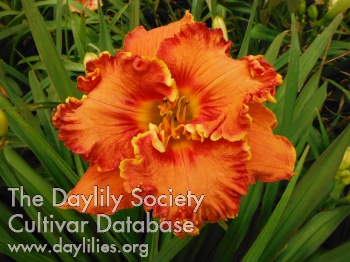 Daylily Quest for Fire